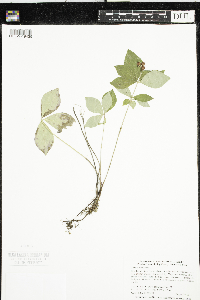 Cornus canadensis image