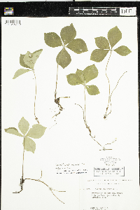 Cornus canadensis image