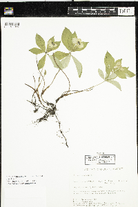 Cornus canadensis image