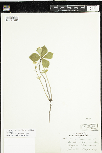 Cornus canadensis image
