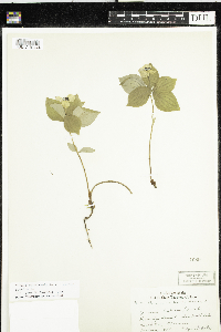 Cornus canadensis image