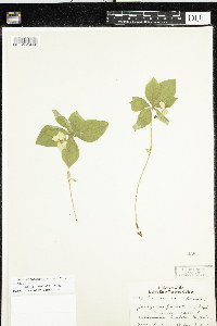 Cornus canadensis image