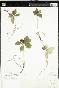 Cornus canadensis image