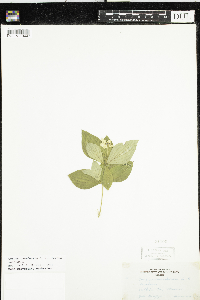 Cornus canadensis image
