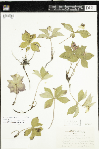 Cornus canadensis image