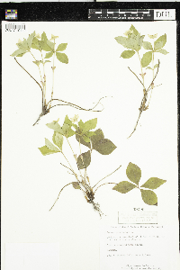 Cornus canadensis image