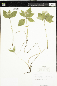 Cornus canadensis image