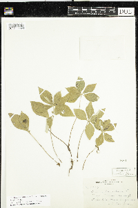 Cornus canadensis image