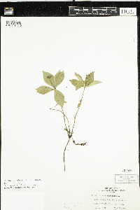 Cornus canadensis image