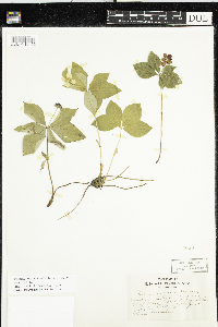 Cornus canadensis image