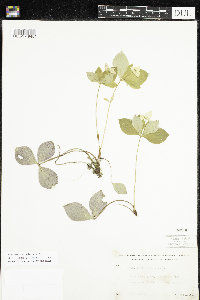 Cornus canadensis image