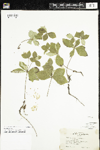 Cornus canadensis image