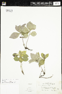 Cornus canadensis image