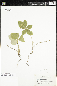 Cornus canadensis image