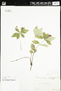Cornus canadensis image