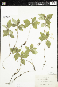 Cornus canadensis image