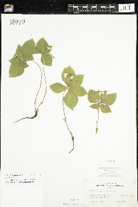 Cornus canadensis image