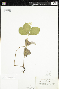 Cornus canadensis image