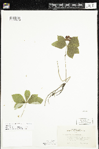 Cornus canadensis image