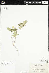 Cornus canadensis image