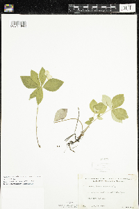 Cornus canadensis image