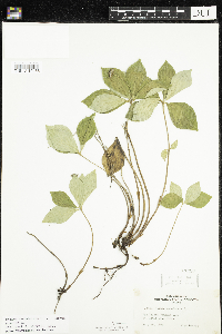 Cornus canadensis image