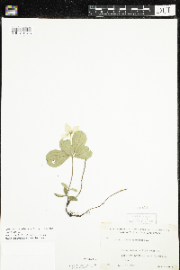 Cornus canadensis image