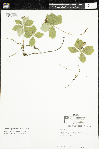 Cornus canadensis image