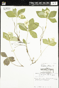 Cornus canadensis image