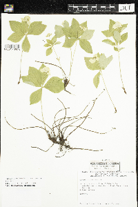 Cornus canadensis image
