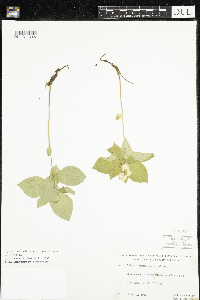 Cornus canadensis image