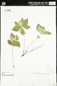 Cornus canadensis image