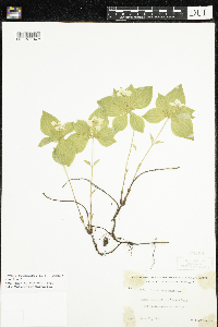 Cornus canadensis image