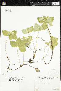 Cornus canadensis image