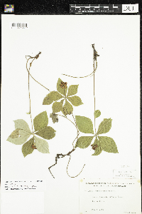 Cornus canadensis image