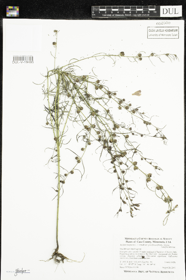 Agalinis purpurea var. parviflora image