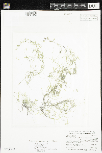 Callitriche palustris image