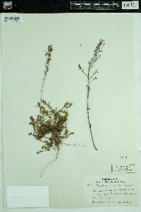 Lechea stricta image