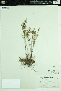Lechea stricta image