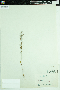 Lechea stricta image