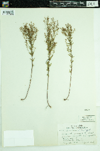 Lechea stricta image