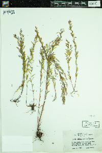 Lechea stricta image