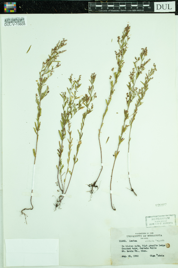 Lechea stricta image