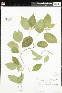 Celastrus scandens image