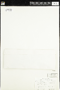 Celastrus scandens image