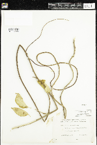 Celastrus scandens image