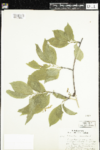 Celastrus scandens image