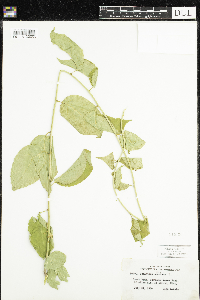 Celastrus scandens image