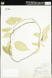Celastrus scandens image