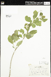 Celastrus scandens image
